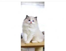 猫舍出售 纯种布偶 温顺黏人 疫苗齐全 健康无病无癣包健康